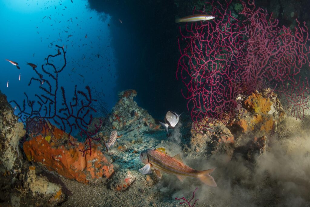 Guidare il cambiamento sostenibile nel Mediterraneo: la Conferenza MedFish4Ever promuove maggiore impegno per il futuro della pesca e dell’acquacoltura