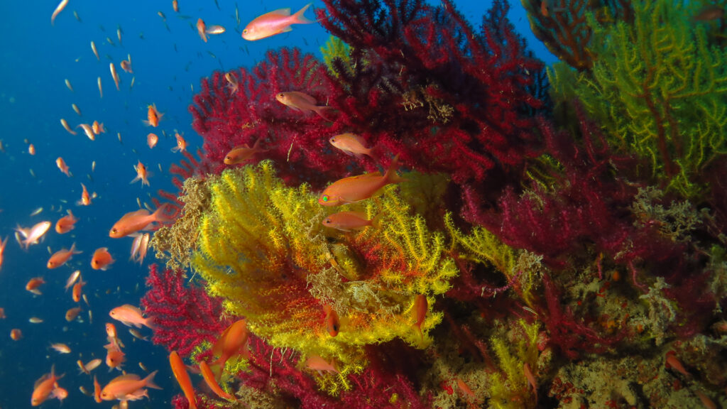 ente parchi marini regionali calabria